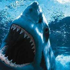 Koliko zubi morskog psa? Brojanje ne može biti