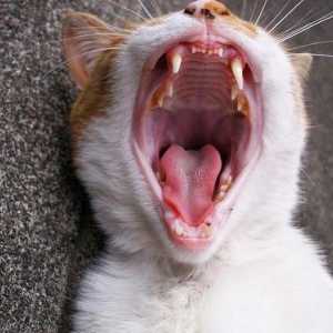 Koliko zubi kod mačaka, kao što su oni čista