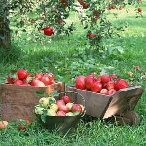 „Slava pobjednika” - sorte jabuka. Opis i karakteristike sorti