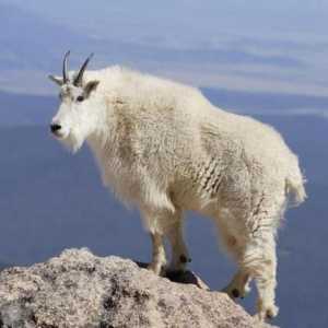 Mountain Goat: opis, stanište, zanimljivosti