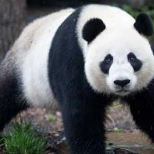 Ostaju li bambusa šuma gdje pande žive?