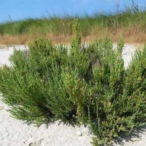 Salicornia: trava-iscjelitelj. primjena