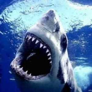 Dream Tumačenje: Shark - čovjekov najgori neprijatelj!