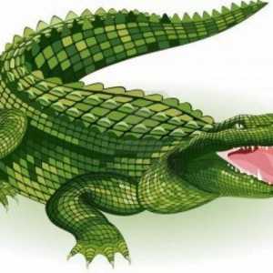 Dream Tumačenje: što je sanjao krokodila