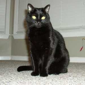 Dream Tumačenje: san o tome što crne mačke