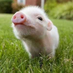 Dream Tumačenje: san o tome što svinje?