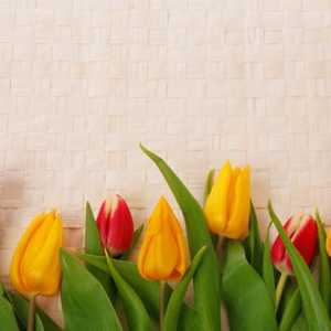 Dream Tumačenje: tulipan. Zašto san crvene tulipana?