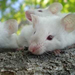 Dream Tumačenje: san vidio miša - na što?