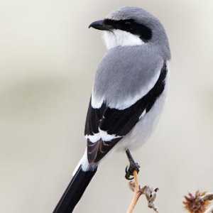 Sivo Shrike: život ptica, staništa, zanimljivosti