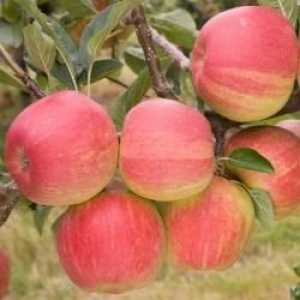 Raznolikost jabuke „shtrifel” Vrt