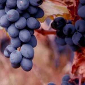 Ocjena grožđe Moldaviju. Grožđe Moldavija: Pravila za njegu, recenzije o razred