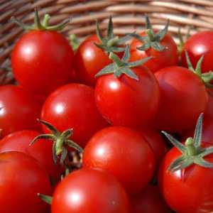 Sorte rajčice Stam. Kako da se brine za Stam sorti rajčice