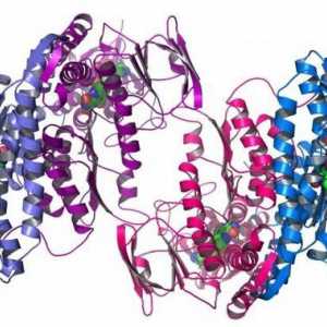 Protein Sastav: Što znamo o njemu?