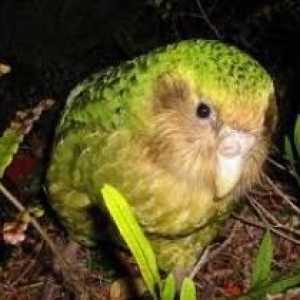 Sova papiga - prekrasna ptica
