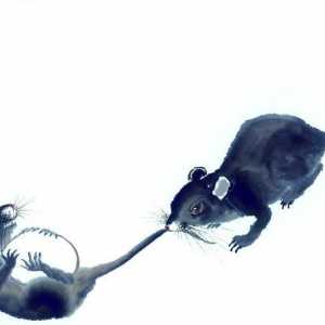 Kompatibilnost muški štakori i ženke štakora. izgledi unije