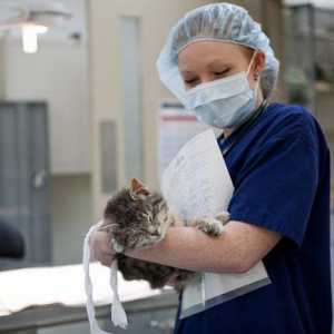 Kastracija mačka: njegu nakon operacije. Pro i kontra od sterilizacije