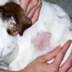 Lišajevi u pasa: Simptomi, opasnosti i liječenje