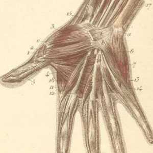 Struktura ruku i ručni zglob. Anatomska struktura ruke