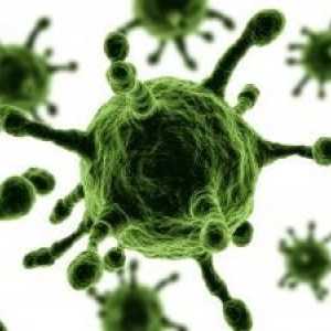 Struktura virusa i njihove organizacije