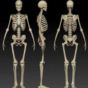 Struktura i funkcija humanog skeleta. Struktura skeleta