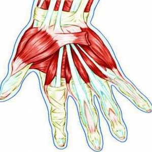 Tetive u ruci: anatomski struktura, upala i oštećenja