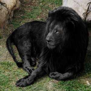 Da li prirodu crnog lava?