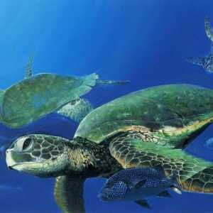 Takve smiješne morske kornjače