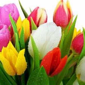 Tulip: uzgoj i održavanje u okućnicom