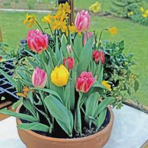 Tulipani: prisiljavajući u kući i u stakleniku