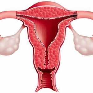 Endometrija debljine na dane ciklusa: norme i odstupanja