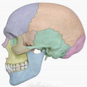 Topografija i anatomija lubanje