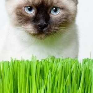 Trava za mačke - izvor zdravlja