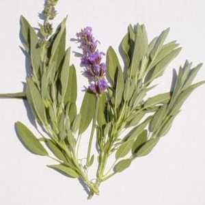 Herb kadulja: upute za uporabu, svojstva od pomoći?