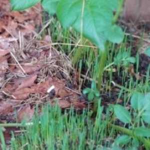 Trava goutweed: korisna svojstva i primjena biljke