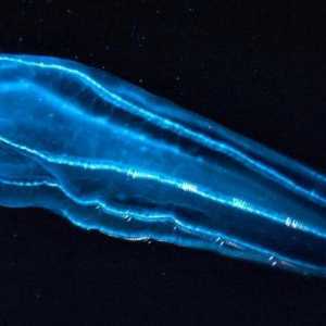 Iznenađujući broj: užaren planktona
