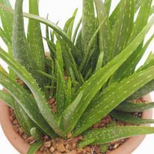 Injekcije Aloe: terapeutska svojstva i kontraindikacije