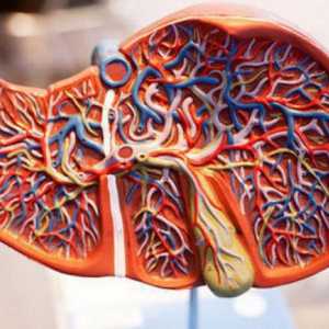 Povećana jetre: simptomi i liječenje uzroka, za prevenciju