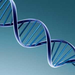 Struktura DNA sastoji od ... kemijski sastav DNA