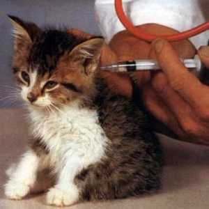 Mačka Cijepljenje u skladu s pravilima