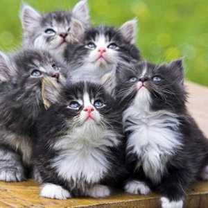 Vazelin za mačke: učiniti život lakšim za četveronožnih!