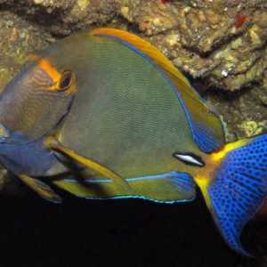 Vegetarijanska skalpelom: surgeonfish
