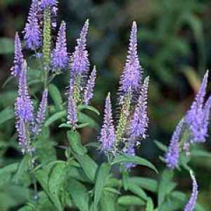 Veronica longifolia: uzgoj, ljekovita svojstva, fotografije