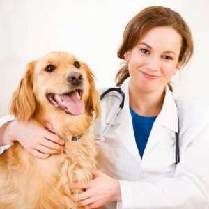 Veterinarska klinika u Tver: veterinari „Oh, kako to boli”