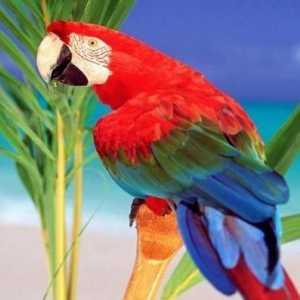 Parrot vrste - složenost karakter i šarm komunikacije