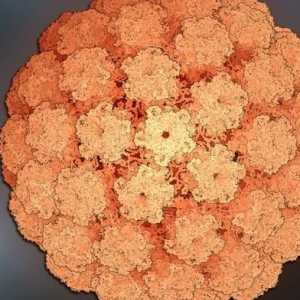 Ljudski virus papiloma: liječenje potrebno!