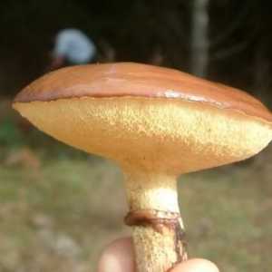 Ukusna greasers gljiva. Kako ga kiseliti ispravno?