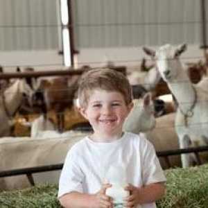Štetne i ljekovita svojstva kozjeg mlijeka za djecu