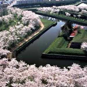 Vrijeme kada su trešnja cvjetovi, Japanci najblagoslovljenijim
