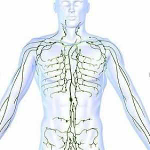 Sjećanje škola anatomije tečaj: gdje su ljudi limfni čvorovi