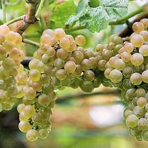 Uzgoj grožđa u srednjem pojasu: suptilnosti. Briga za grožđe u srednjem pojasu